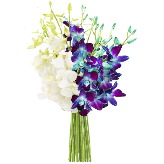 KaBloom : 5 Blue and 5 White Orchids Without Vase, Next-Day Delivery, Gift for Every Occasion.