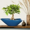 thumbnail image 6 of stillaflora 18 inch Ceramic Blue Shallow Bonsai Planter - Wide Decorative Plant Pot for Ficus Bonsai, Succulents & Indoor Plants, 6 of 7