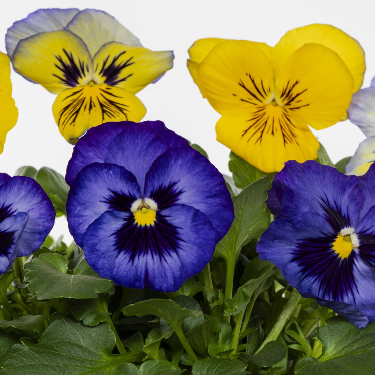 Expert Gardener 2.5QT Multicolor Pansy Live Plants with Grower Pot
