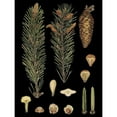 thumbnail image 3 of Vision Studio 15x18 Black Modern Framed Museum Art Print Titled - Small Dramatic Conifers IV, 3 of 5