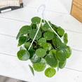 thumbnail image 2 of Money Plant Live in 3 Inches Pot, Pilea Peperomioides Plant Live, 2 - 4 Inches Tall, Easy Care Houseplant for Home and Office Decoration, 2 of 5