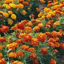 Landscaper's Pack FRENCH MARIGOLD Mix 1000 Seeds - Mother Nature's Seeds - Wildflower Seeds - Flower Seeds for Planting - Non-GMO