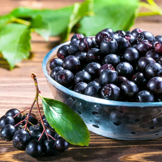Wild Huckleberry Plant Live for Planting, Sweet Edible Berries, Native Fruit Shrub, Garden Ready Grow in 3 Inch Pot