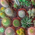 thumbnail image 3 of Outsidepride Succulent Cactus Flower Seed Mix - 2000 seeds, 3 of 8