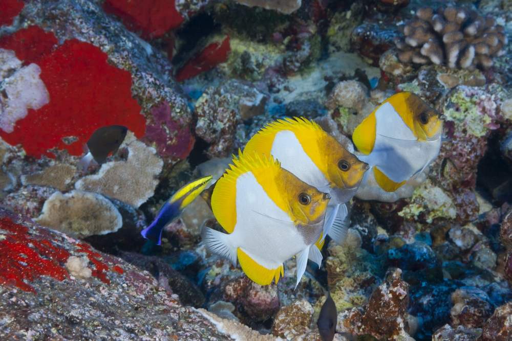 Three pyramid butterflyfish (Hemitaurichthys polylepis) line up for an