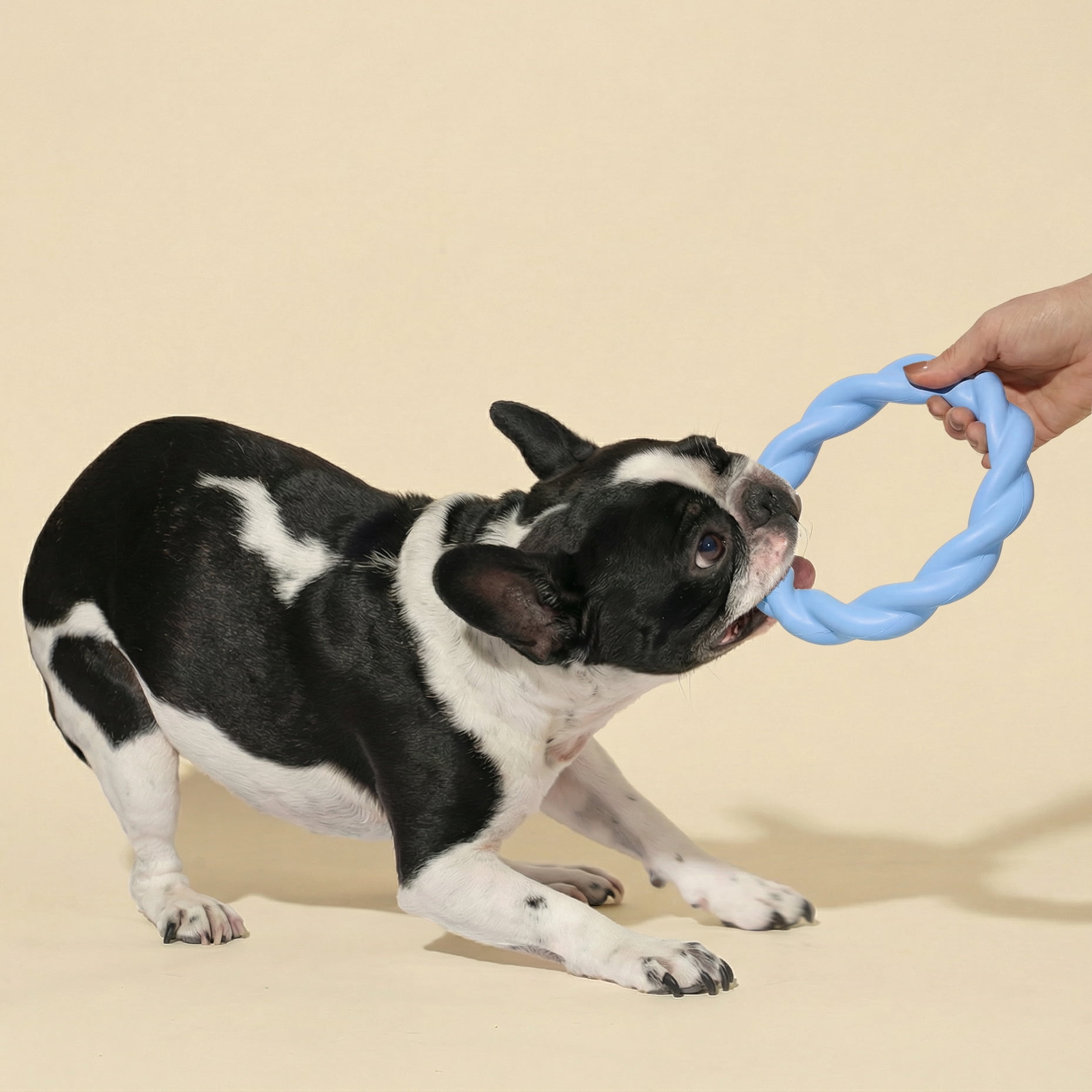 Oodles 2-Piece Durable Rubber Twisted Ring Dog Toy Variety pack, Blue and Yellow, One Size