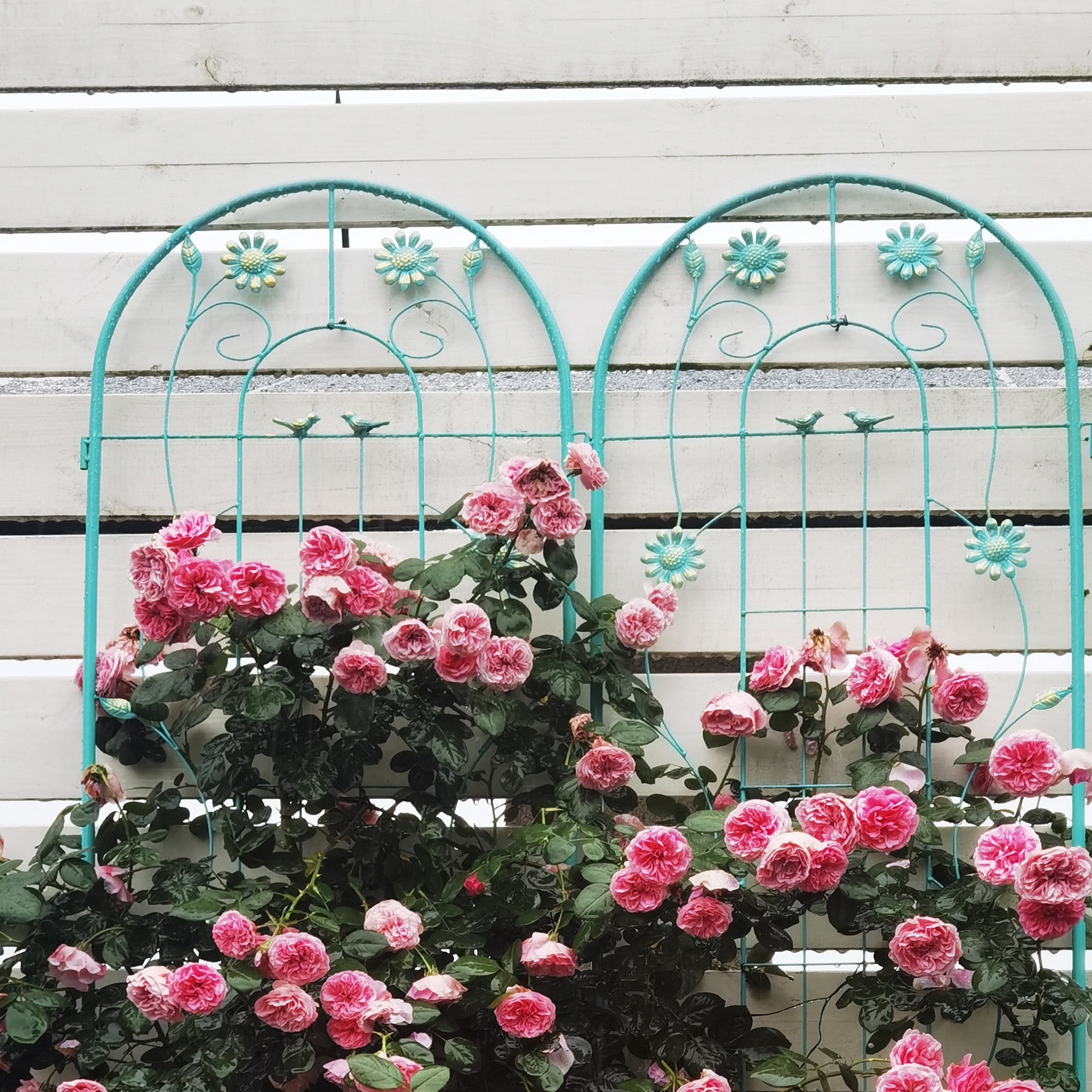 MAYEERTY 4 Pack Metal Garden Trellis 71 x 19.7 Inch Rustproof Climbing Plants Support Green Outdoor Flower