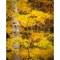 thumbnail image 2 of Jaynes Gallery 12x14 White Modern Wood Framed Museum Art Print Titled - USA-Maine-Acadia National Park Autumn colors in forest, 2 of 4