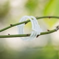 thumbnail image 6 of WEISIPU 50-300PCS Plant Support Clips Ties Veggie Trellis Stake Greenhouse Tomato Garden Tools, 6 of 7
