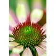 thumbnail image 2 of Engelbrecht, Lisa S. 17x24 Black Ornate Wood Framed with Double Matting Museum Art Print Titled - Coneflower, 2 of 4