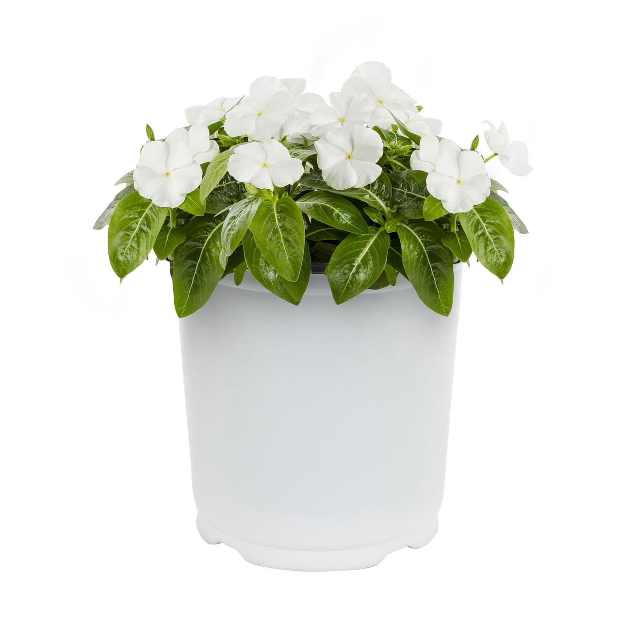 Expert Gardener 2QT White Vinca Live Annual Plant Sun 3-Pack