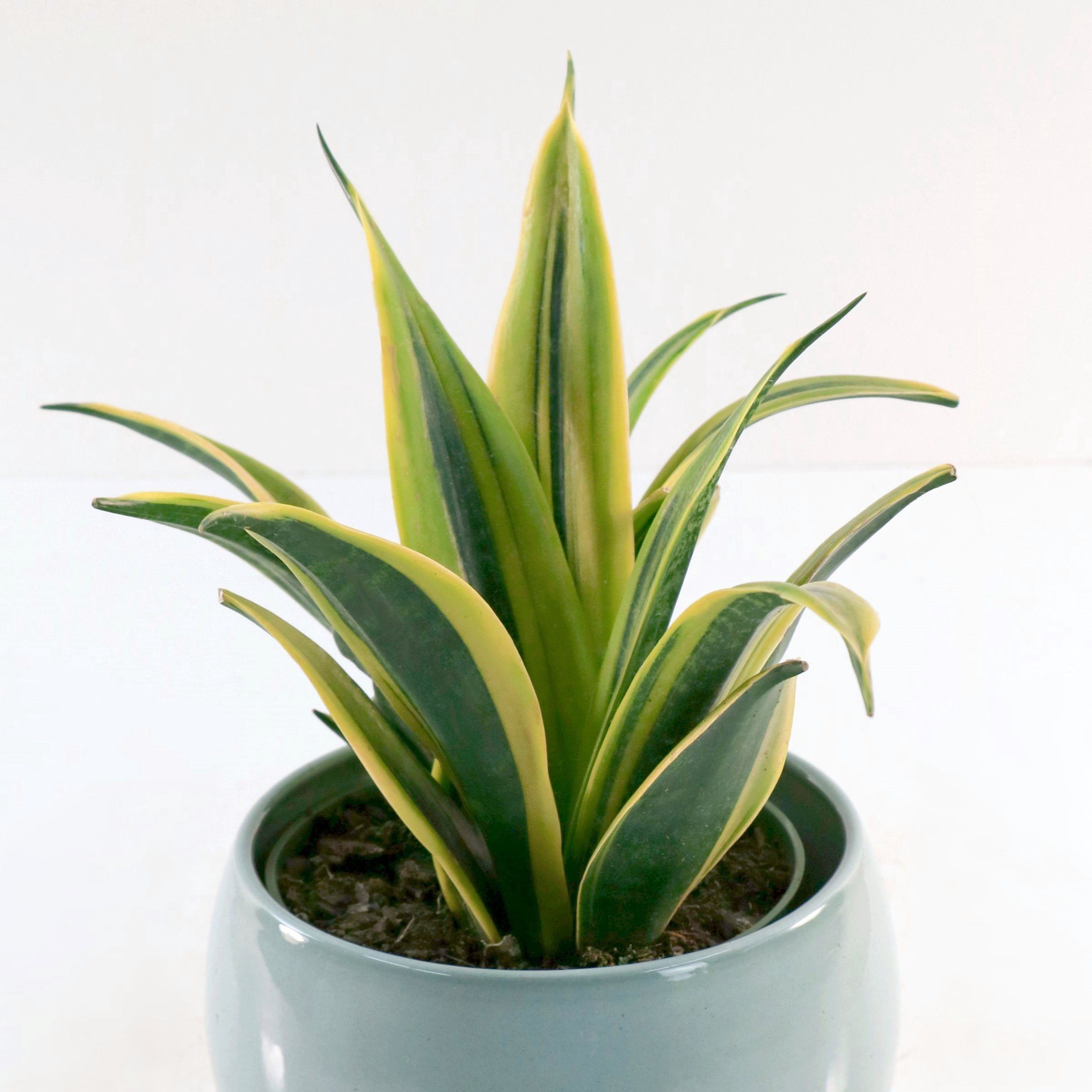 6 in. Sansevieria Gold Flame Plant in Grower Container