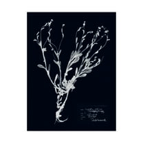 Trademark Fine Art 'Impressions on Indigo II' Canvas Art by Vision Studio