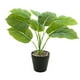thumbnail image 5 of Planta de Tortuga Inteprter Ecológica Bajo Mantenimiento 2piezas JH5475, 5 of 6