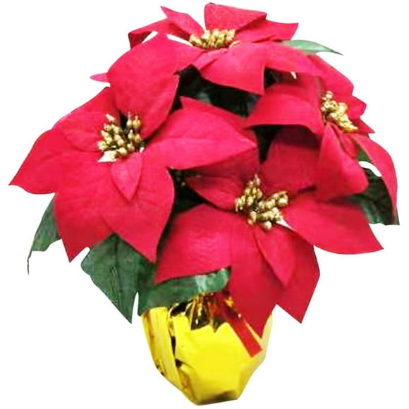 12.5" Poinsettia Potted Plant - Red
