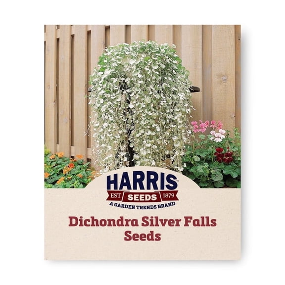 Harris Seeds Dichondra Silver Falls, Trailing Foliage Plant for Hanging Baskets and Ground Cover, 25 Count