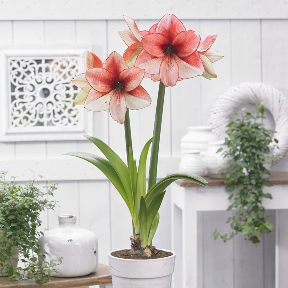 Van Zyverden Amaryllis Coral Beach Set of 1 Bulb Multicolor Partial Sun Perennial Easy to Grow 1 lb