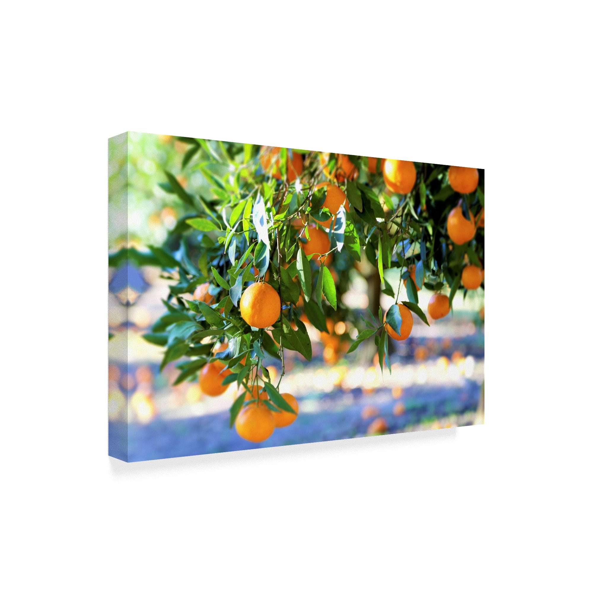 Trademark Fine Art 'Citrus Oranges' Canvas Art by Incredi