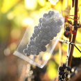 thumbnail image 3 of 50 Pieces Grapes Fruit Protection Bag. Reusable Fruit Organza Bag Mesh Mesh Bags, 3 of 5