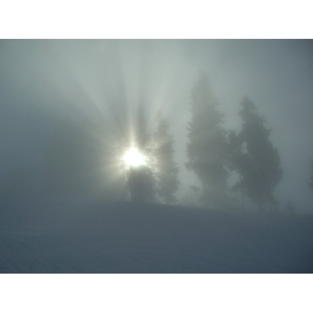 Allgaƒae A A U Trees Fog Grey Sunbeam Winter Inch By 30 Inch Laminated Poster With Bright Colors And Vivid Imagery Fits Perfectly In Many Attractive Frames Walmart Com Walmart Com