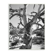 Stupell Desert Tree Photography Wall Plaque Art 13 x 19