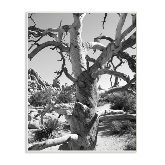 Stupell Desert Tree Photography Wall Plaque Art 13 x 19