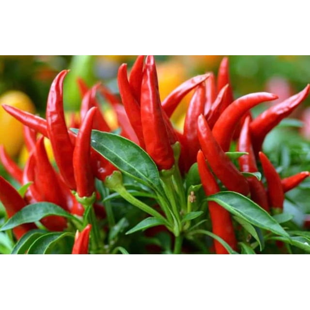 GSDWIUEW Graines de Piment Chili Thaï Dragon, Non Hybride, 100 Unités