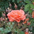 thumbnail image 3 of Heirloom Roses Rose Bush - Westerland™ Shrub , Live Rose Plant, 3 of 3