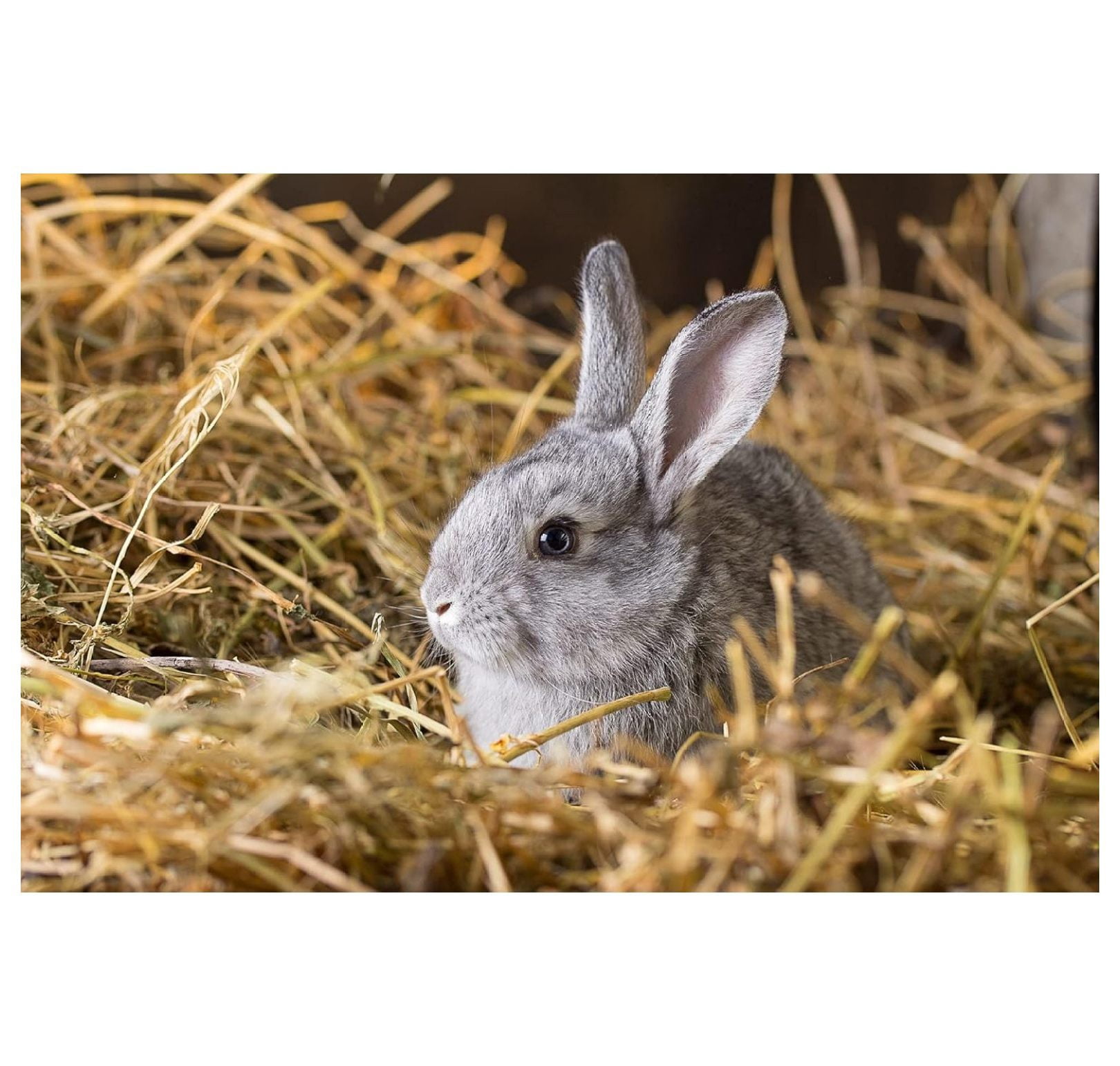 Wheat Straw for Animal Bedding & Garden Mulch - 4 lbs - Natural Fiber for Chickens, Rabbits, Cats, Compost, Soil Cover & Moisture Retention
