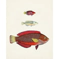 thumbnail image 2 of Unknown  12x14 White Modern Wood Framed Museum Art Print Titled - Colorful Tropical Fish II, 2 of 4