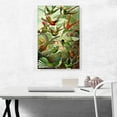 thumbnail image 2 of ARTCANVAS Hummingbirds 1904 Canvas Art Print by Ernst Haeckel - Size: 26" x 18" (0.75" Deep), 2 of 9