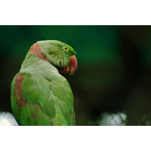 Rose Ringed Parakeet Psittacula Krameri Bird Green Inch By 30 Inch Laminated Poster With Bright Colors And Vivid Imagery Fits Perfectly In Many Attractive Frames Walmart Com Walmart Com