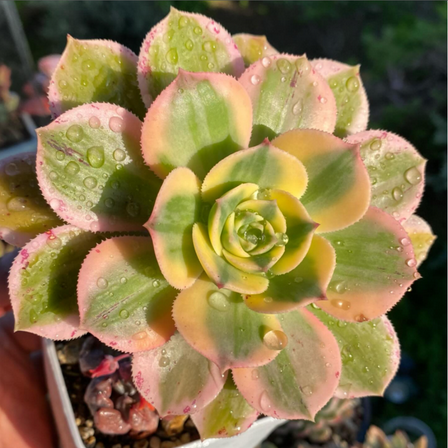 Aeonium Sunburst, Pink Succulent, Live Plant in 4'' pot