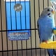 thumbnail image 2 of Comedero para pájaros, comedero para pájaros, comedero para loros pequeños, práctico, automático, para pájaros, 2 of 6