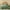 Dark Green, variant on Davulos 2 Pieces Twin Quilt Bedding Set Lightweight Soft Bedspread Coverlet Coin Pattern for All Seasons,Dark Green(1 Quilt, 1 Shams)