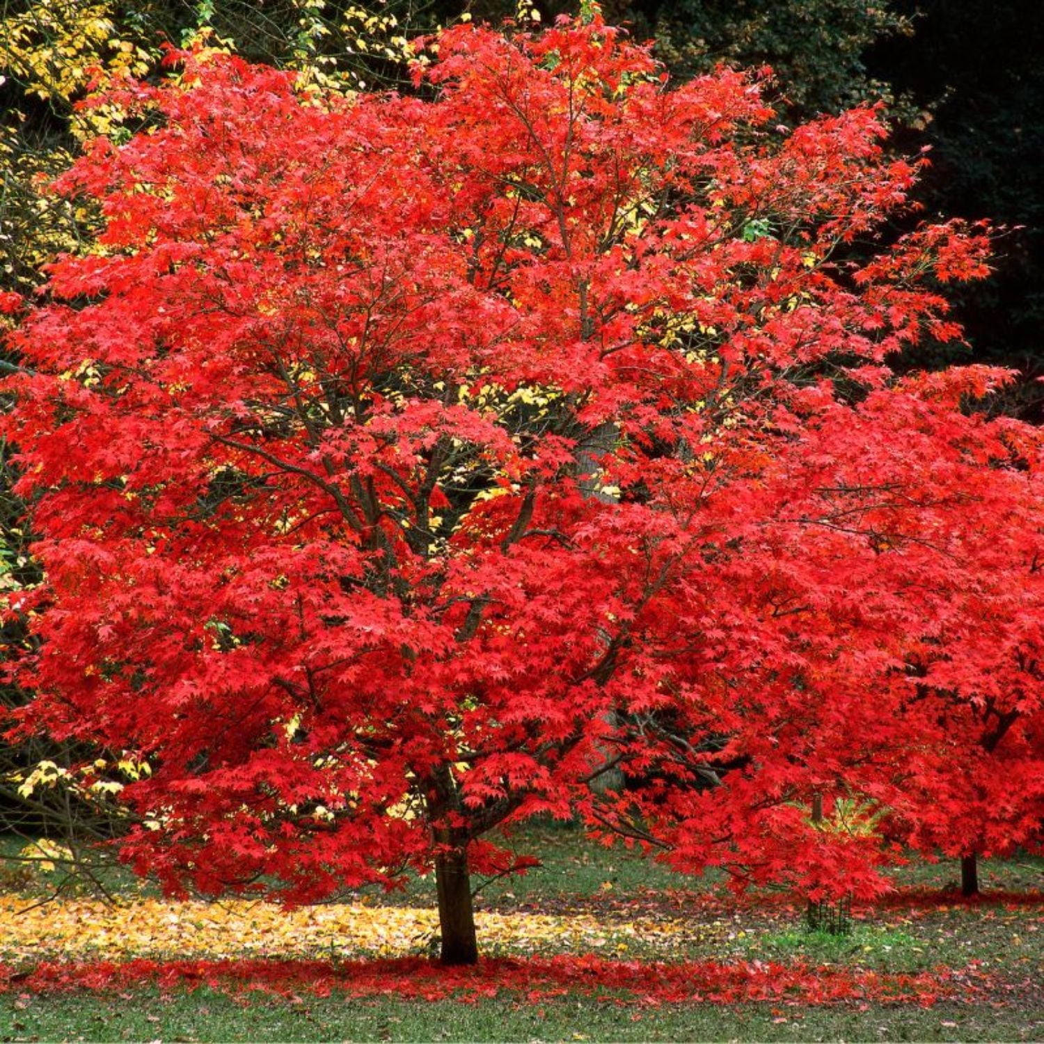 Expert Gardener 1- 1.5 ft tall Sun Valley Maple Live Tree in 1-Gallon Grower Pot