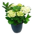 thumbnail image 1 of PFS 10in Hydrangea - Live Plant in 10inch Pot (Single Item), 1 of 1