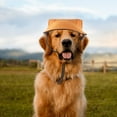thumbnail image 4 of UPGRATOR Sombrero Para Perro Con Decorativo En Lona Para Uso Exterior, 4 of 8