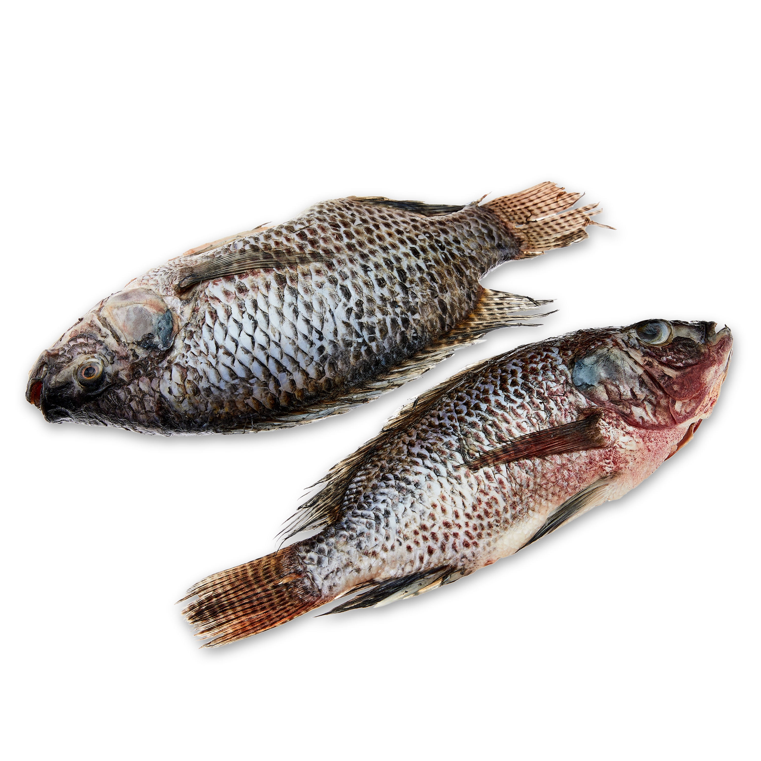 Fresh Whole Tilapia, 1.5 lb Tray 22g Protein per 4 oz (112g) Serving