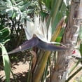thumbnail image 2 of 2 White Bird of Paradise Plant Live, 6 to 11 Inch, Suitable for Outdoor Planting, 2 of 6