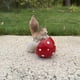 thumbnail image 2 of Squirrel Mushroom Resin Statue Ornaments, 2 of 5