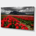 thumbnail image 2 of Rows of Bright Ruby Red Tulips - Large Landscape Canvas Art, 2 of 3