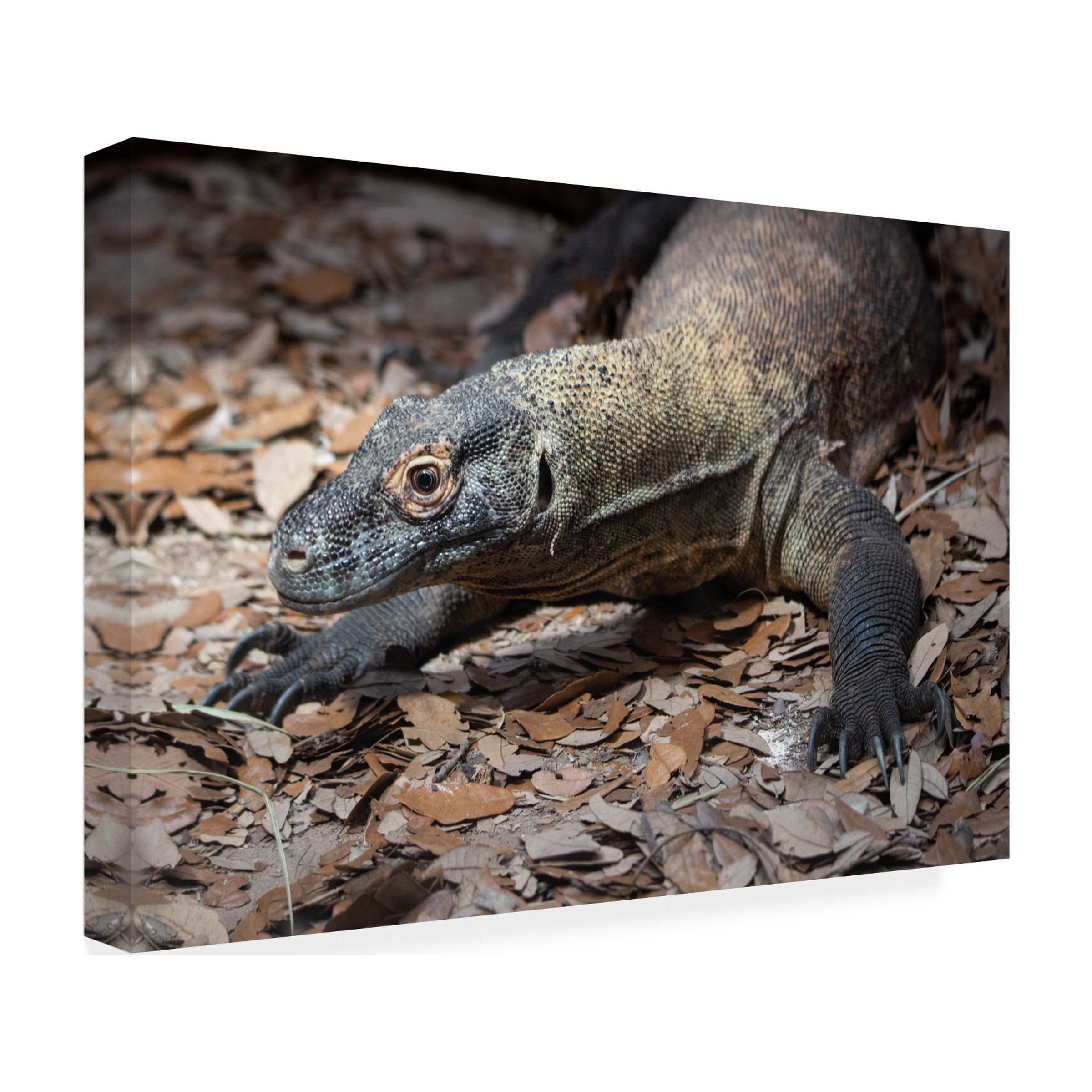 Robert Michaud 'Komodo dragon' Canvas Art