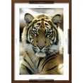 thumbnail image 5 of Art.com Sumatra Tiger Portrait Photographic Print, Brown Frame Wall Art, 17" x 23", 5 of 5
