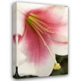 thumbnail image 1 of Maureen Love 31x44 Gallery Wrapped Canvas Wall Art Titled - Soft Pink Lily II, 1 of 4