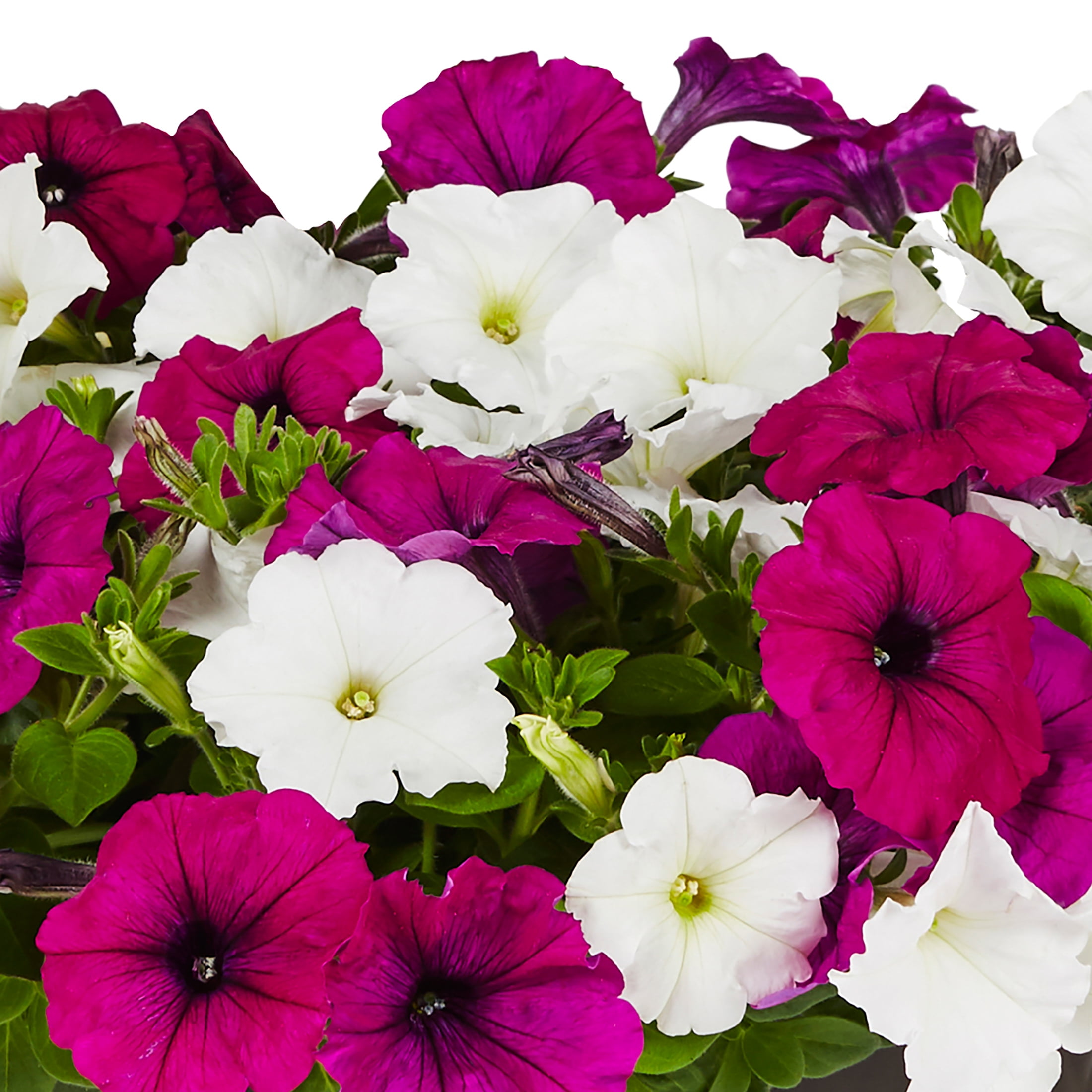 Expert Gardener 1.5Gal Multicolor Trailing Petunia Live Plant Hanging Basket Sun