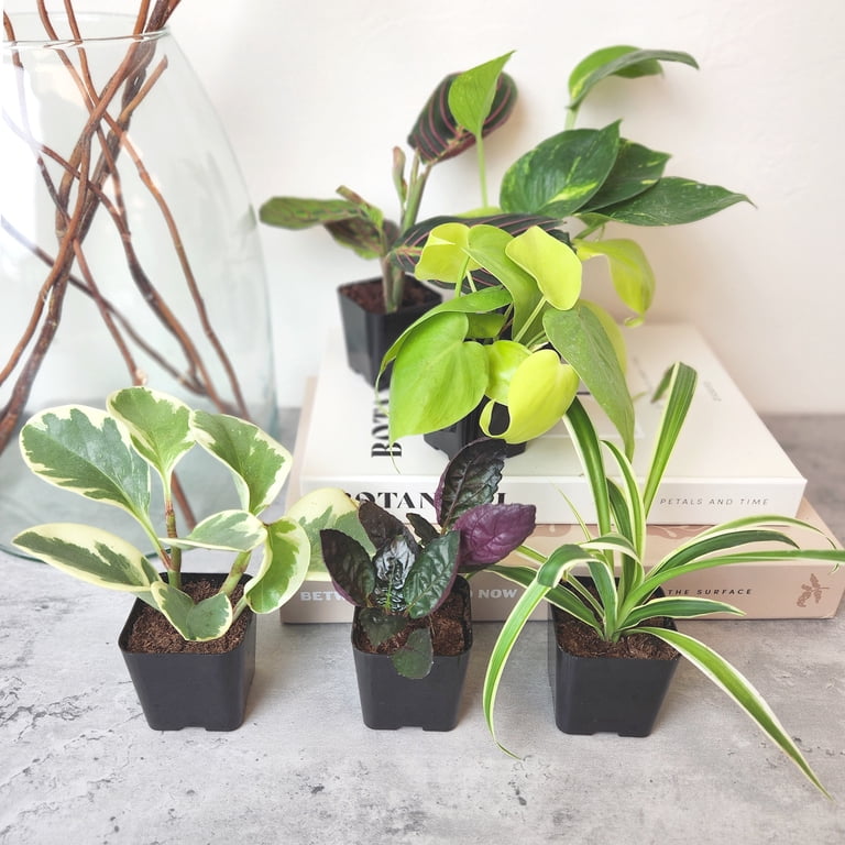 Altman Plants Live Houseplants 12Pk, Indoor Plants for Delivery Prime, Live Plants and Gardening Gifts for Plant Lovers, Planters for Indoor Plants
