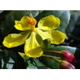 thumbnail image 2 of Vietnamese Mickey Mouse Plant - Hoa Mai, Mai Vang - Ochna thomasiana - 6" Pot, 2 of 3