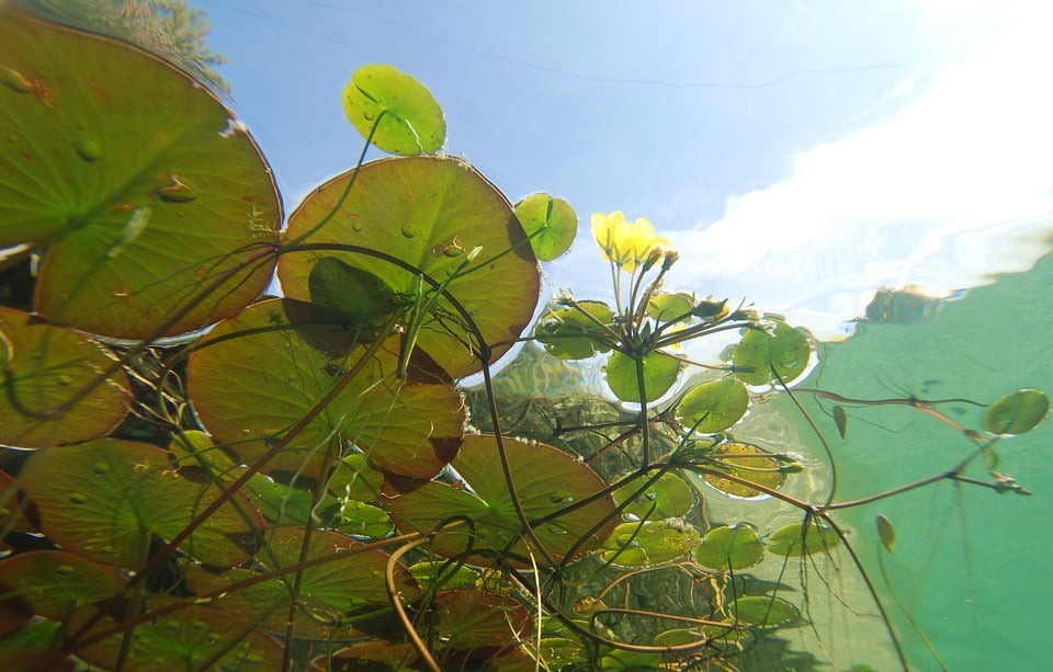 Underwater Aquatic Plants Pond Plants Photography20 Inch By 30 Inch