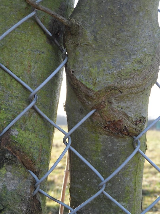 bark wire